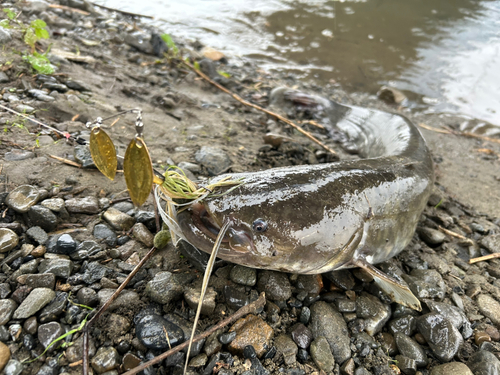 ナマズの釣果