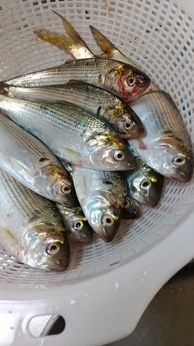 コノシロの釣果