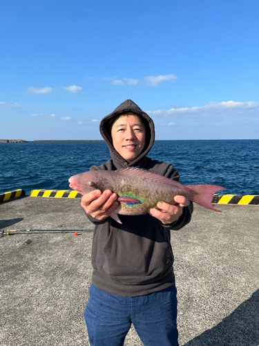 ブダイの釣果