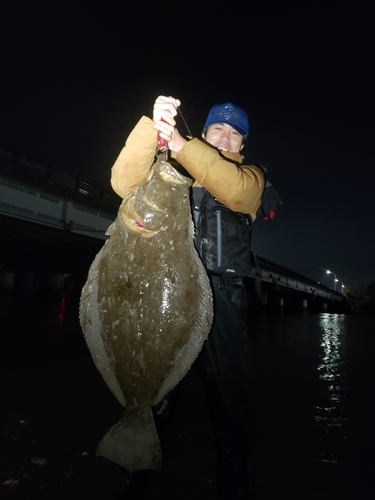 ヒラメの釣果