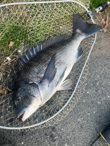 チヌの釣果