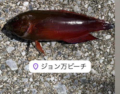 ガンテンメギスの釣果