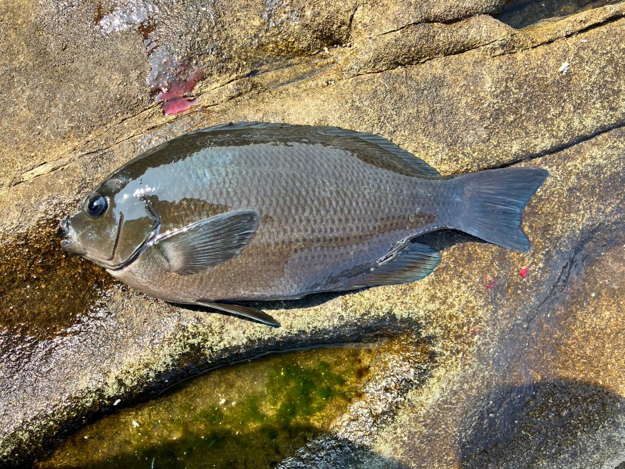 クチブトグレ