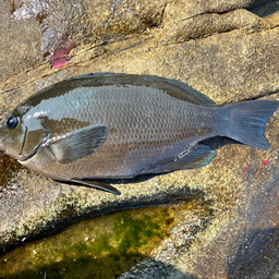 クチブトグレ