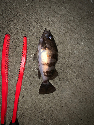 メバルの釣果