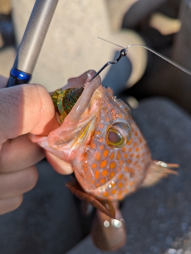 魚津漁港