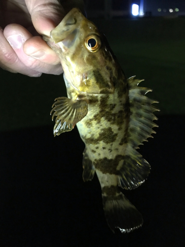 タケノコメバルの釣果