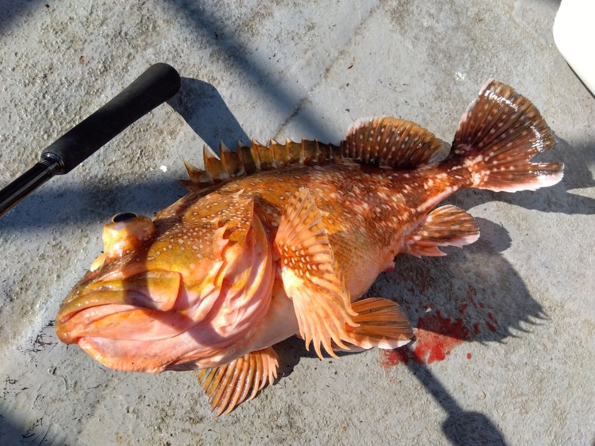 てぃちゃんさんの釣果 1枚目の画像