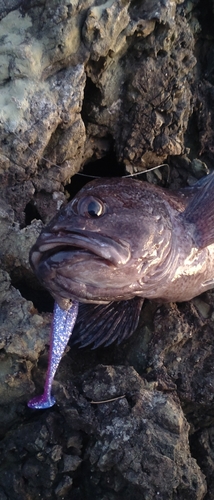 マゾイの釣果