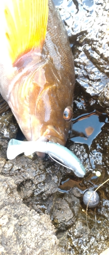 アイナメの釣果