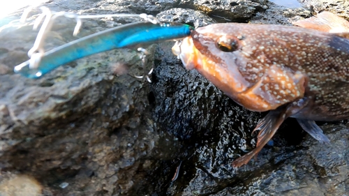 アイナメの釣果