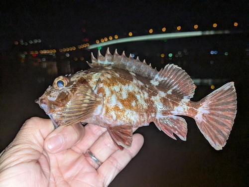 カサゴの釣果