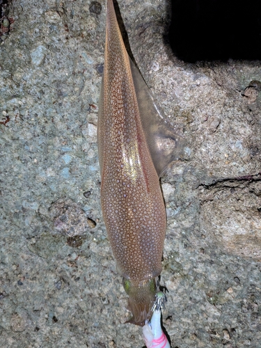 ヤリイカの釣果