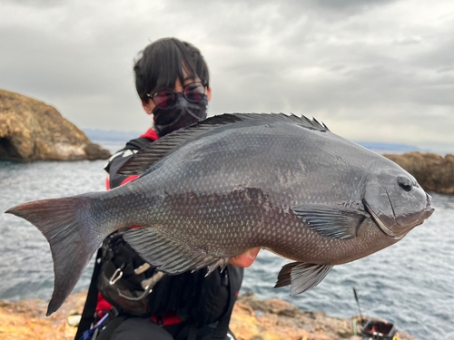 オナガグレの釣果