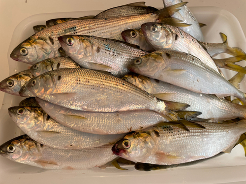 コノシロの釣果