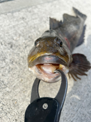 アイナメの釣果