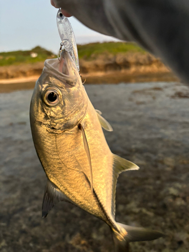 メッキの釣果