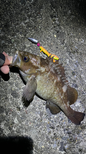 エゾメバルの釣果