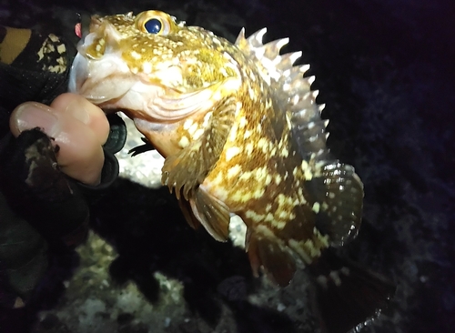 ガシラの釣果