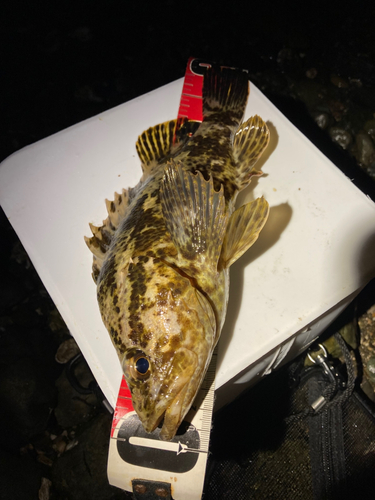 タケノコメバルの釣果