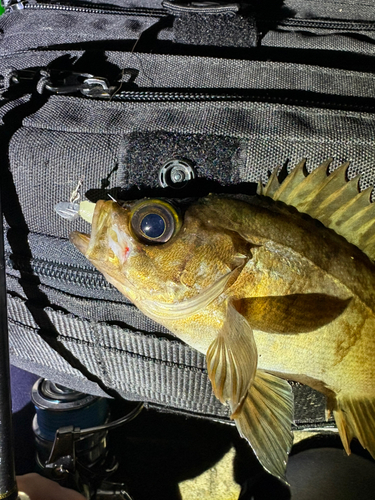 メバルの釣果