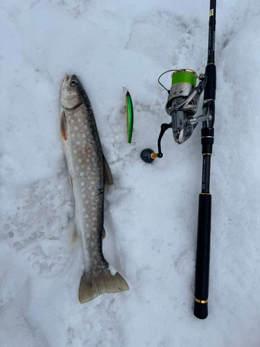 アメマスの釣果