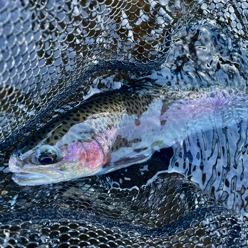 ニジマスの釣果