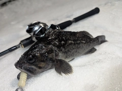 クロソイの釣果