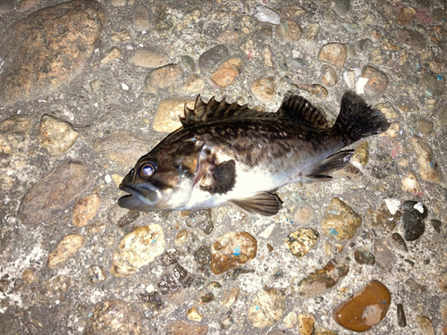 クロソイの釣果