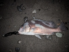 コショウダイの釣果