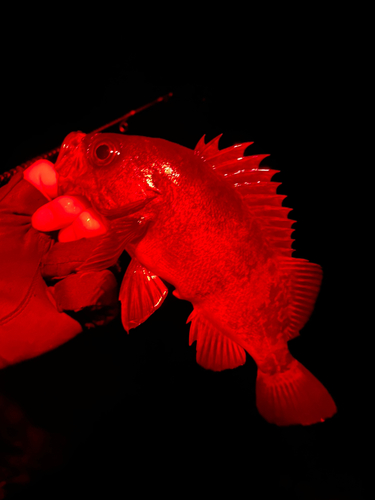 メバルの釣果