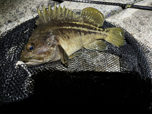 シマソイの釣果