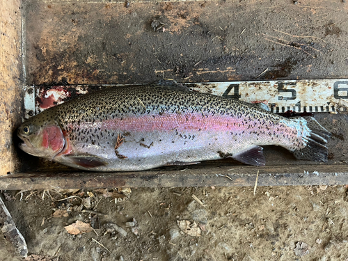 ニジマスの釣果