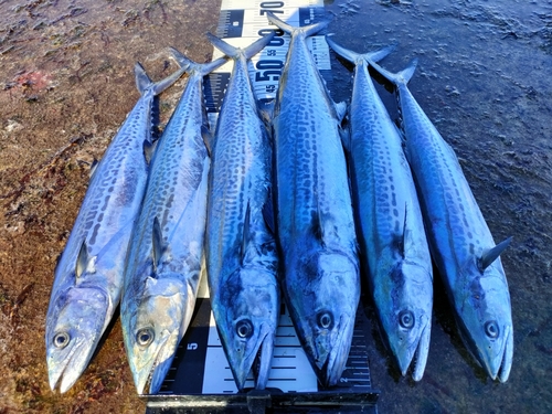 サゴシの釣果