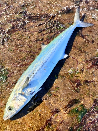 サゴシの釣果