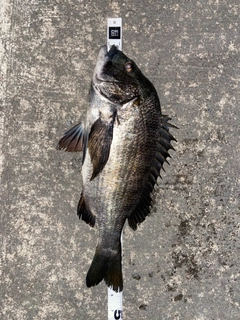 クロダイの釣果