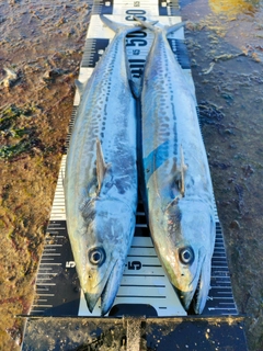 サゴシの釣果