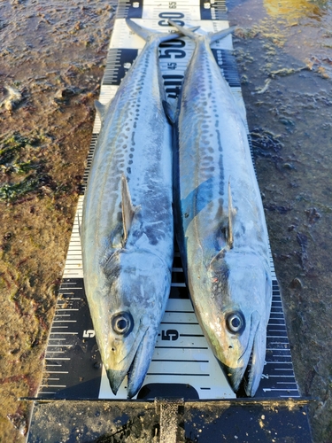 サゴシの釣果