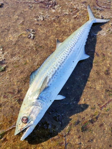 サゴシの釣果