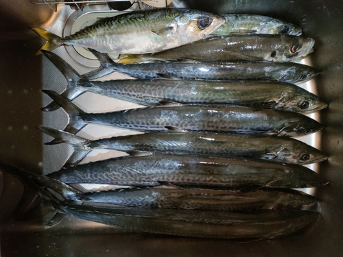 サバの釣果