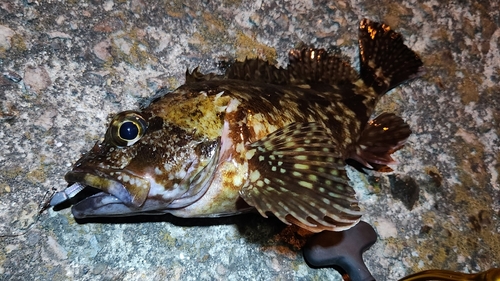 カサゴの釣果