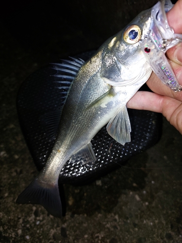 セイゴ（マルスズキ）の釣果