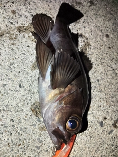 メバルの釣果