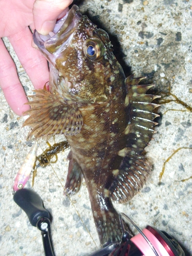 カサゴの釣果