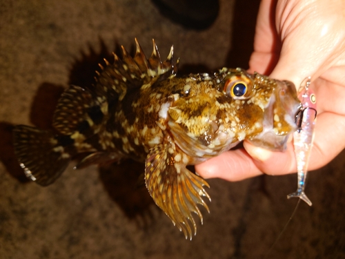 カサゴの釣果