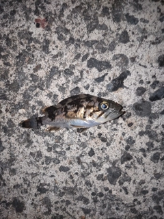 クロソイの釣果