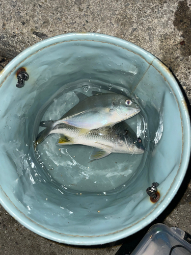 キチヌの釣果