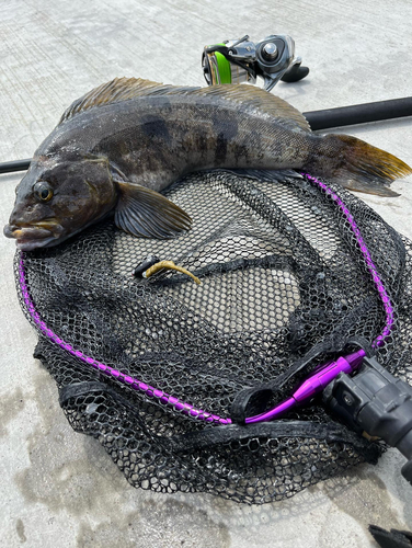 アイナメの釣果