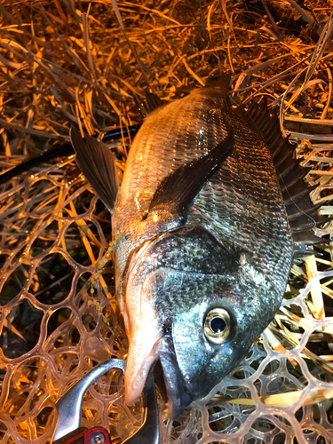 チヌの釣果