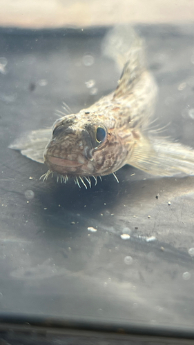 サビハゼの釣果